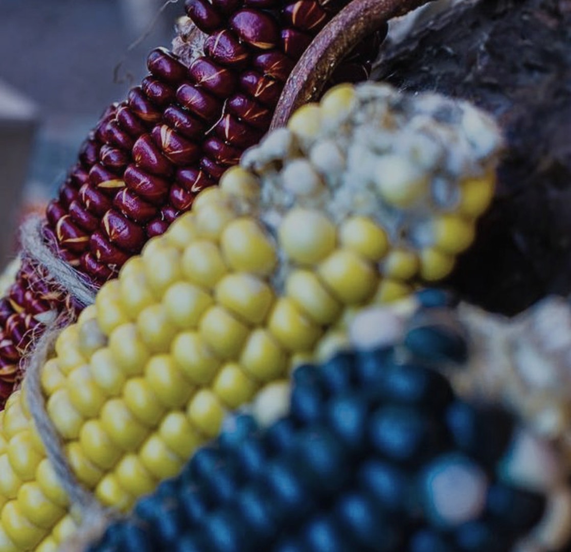 Braided heirloom corn in deep red, gold and blue
