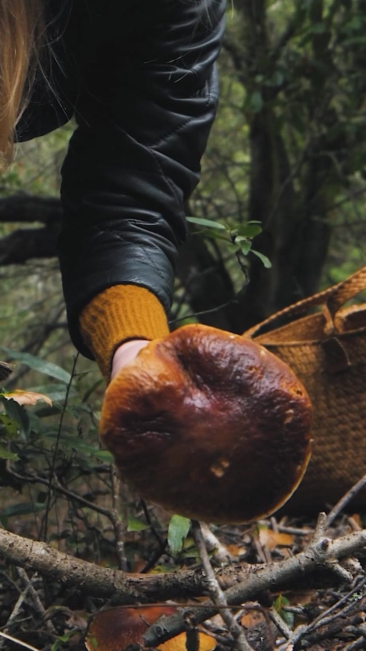 A forager lifting a large porcini from the forest floor