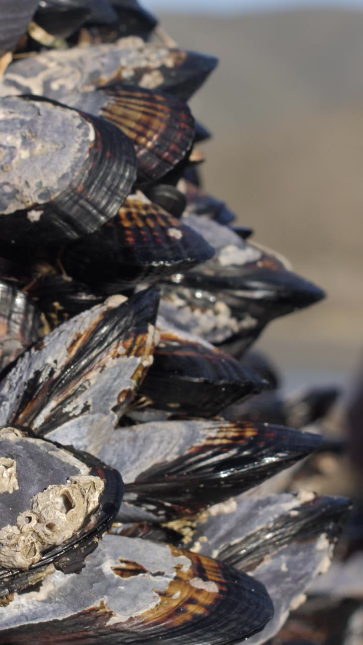 Fresh mussels gathered on the shore