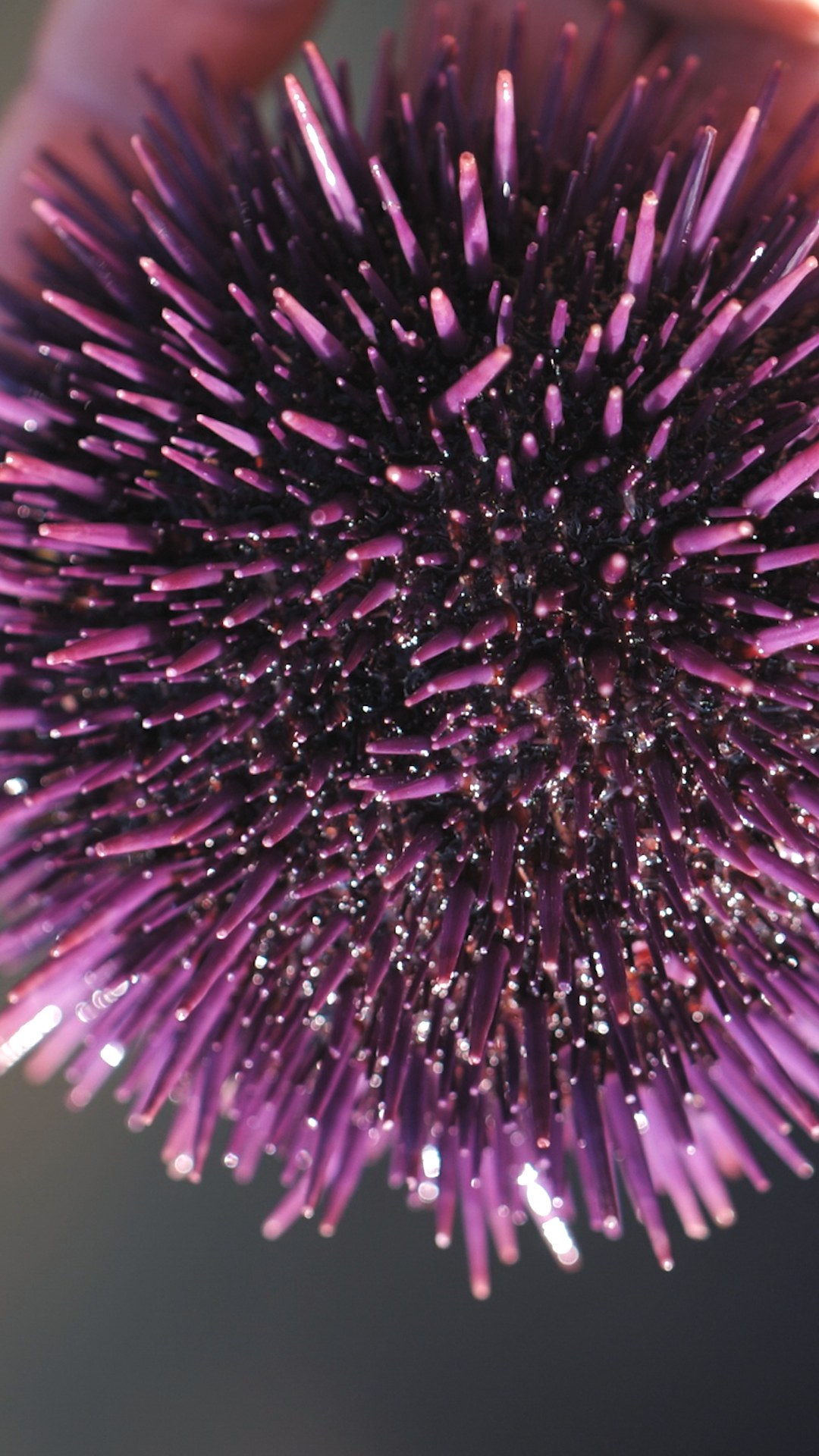 A purple sea urchin glistening in the sun, close up
