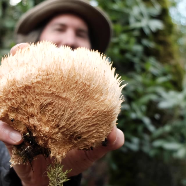 A lion's mane mushroom held out to the camera