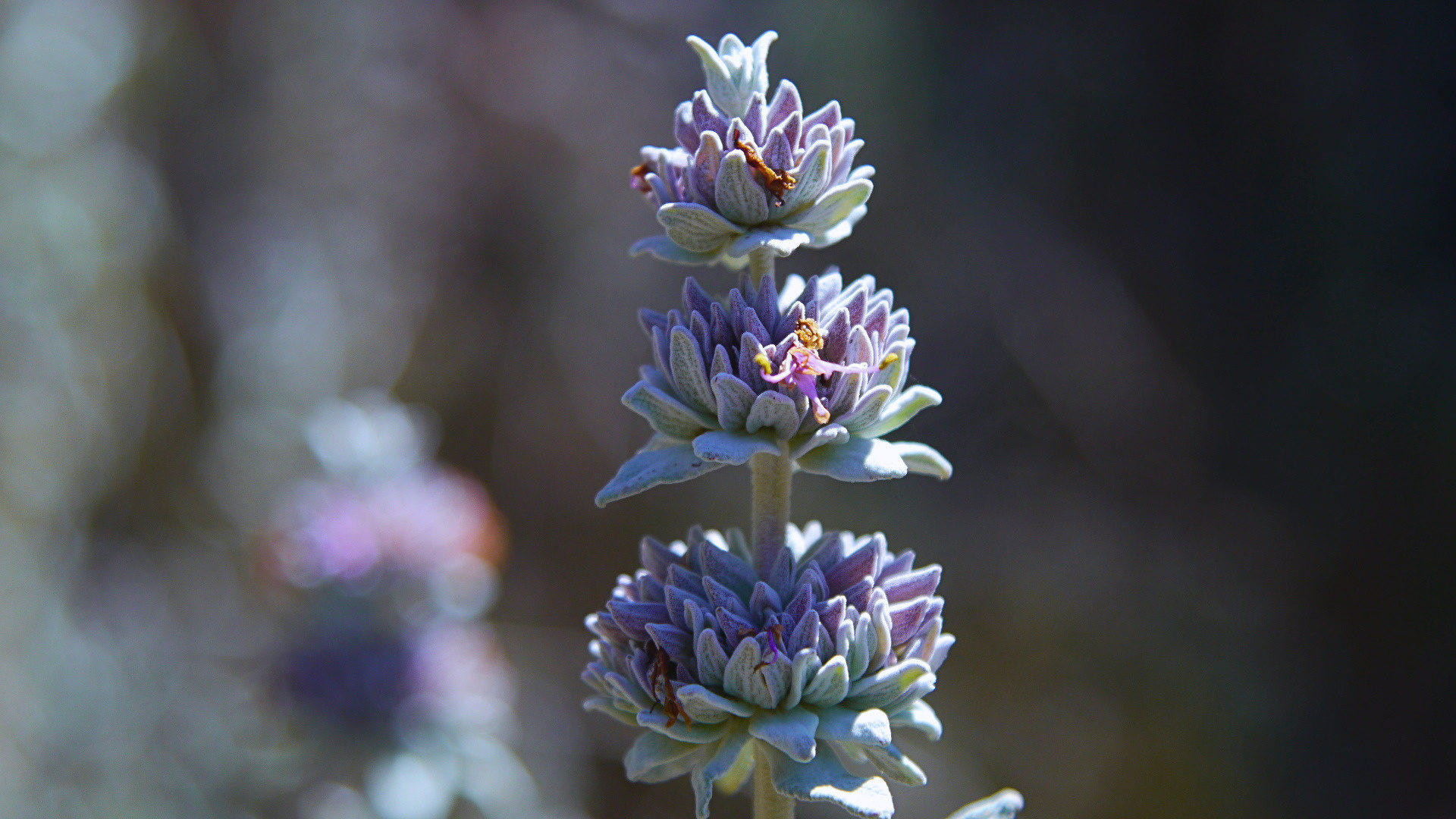 Wild sage in bloom