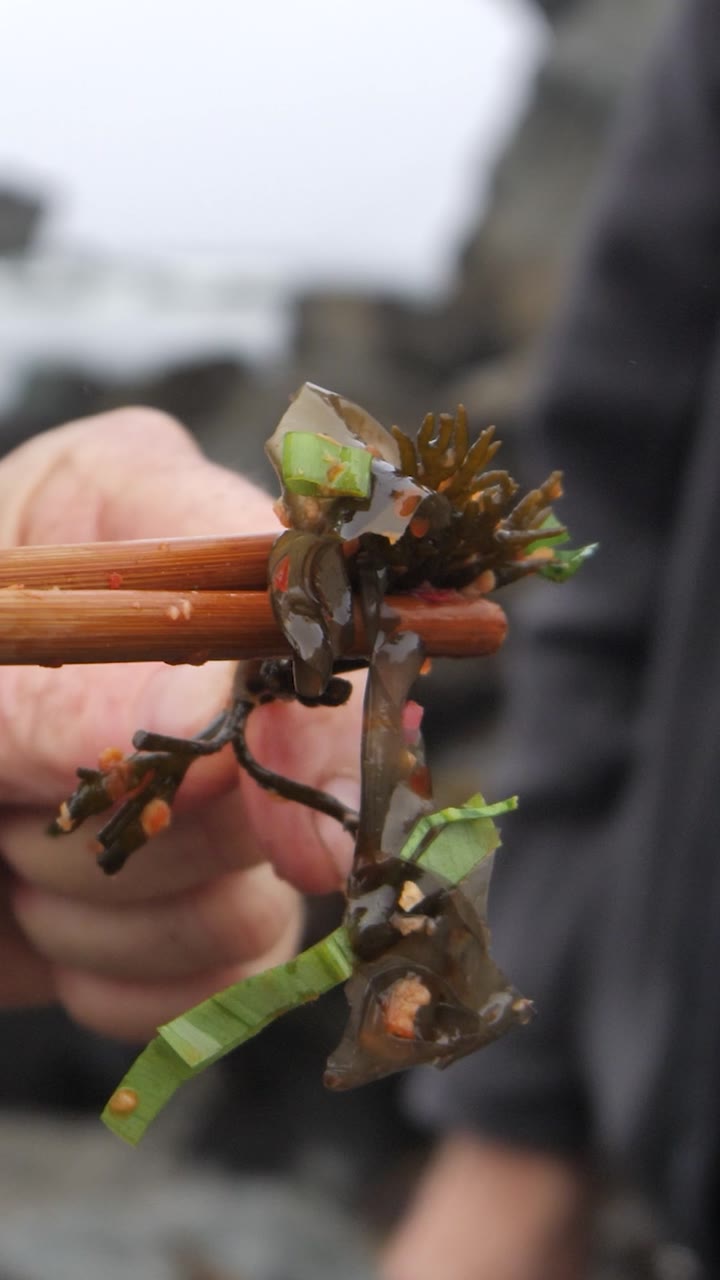 Chopsticks lifting fresh seaweed on the shore