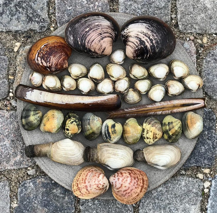 Shellfish gathered on a stone