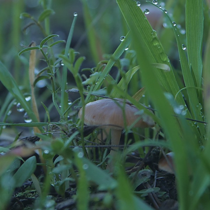 A tiny mushroom rising through dewy grass
