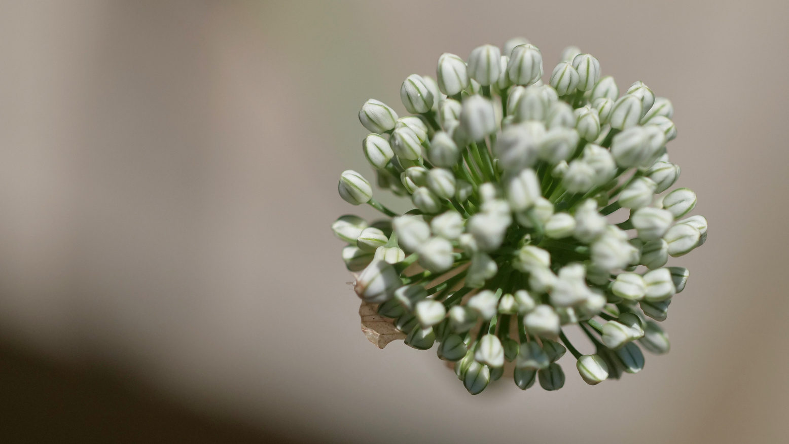 A wild onion flower head in close-up